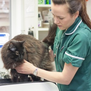 Broadway vets - weighing a cat Broadway vets - weighing a cat