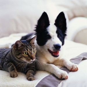 Dog and Cat Broadway vets - dog and cat