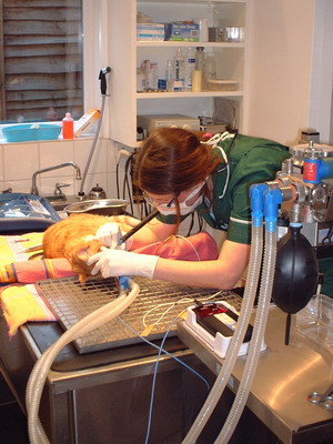 Broadway vets - dentistry Broadway vets - dentistry